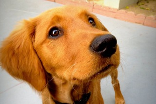 Sandy, a little Golden Retriever - the inspiration for starting K9 Trekkers